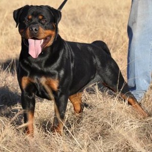 Western Province Rottweiler Club Championship Show RCC 22 October 2011